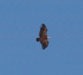 /album/photo-gallery-photogallery/griffon-vulture-over-virgen-de-la-sierra-jpg/